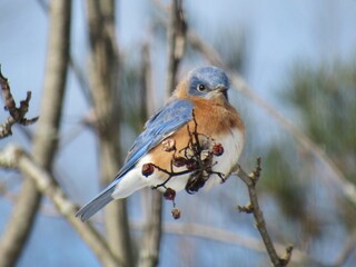 Bluebird with Berries