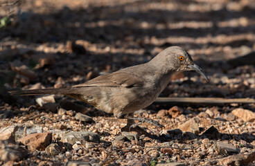 A Curve-billed Thrasher Searching the Ground for Food
