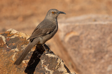 A Curve-billed Thrasher Perched on a Rock in the Sonoran Desert