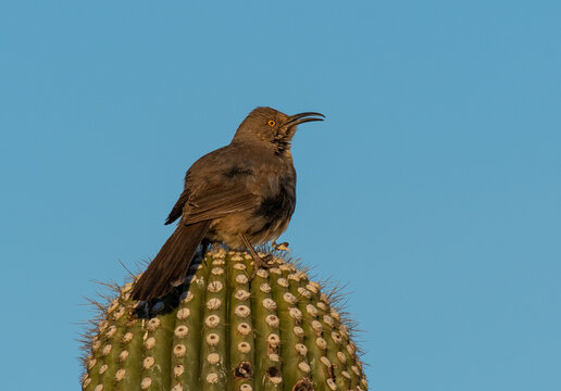 Curve-billed Thrasher Sitting on Top of a Cactus
