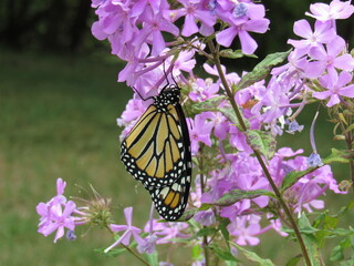 Monarch Butterfly on Milkweed Purple Flower