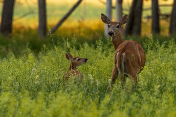 A Mother White-tailed Deer Doe with Fawn