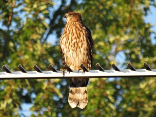 Cooper's Hawk Fledgling in Sun