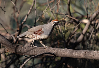 Gambel's Quail Walking on a Branch