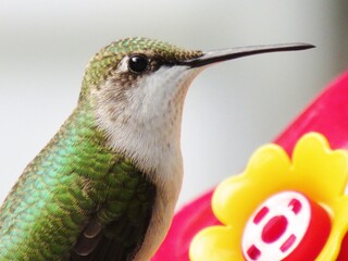 Ruby Throated Hummingbird Female Extreme Close Up