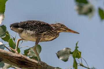 A Green Heron Fledgling Perched in a Tree