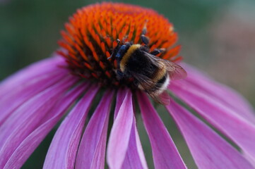 bee on a flower