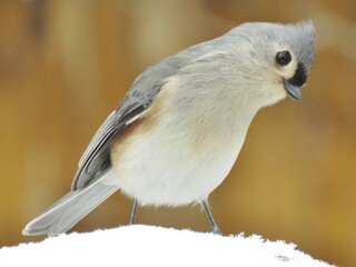 Curious Tufted Titmouse