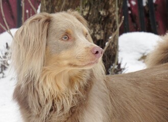 Pretty Curious Fluffy Grey Dog