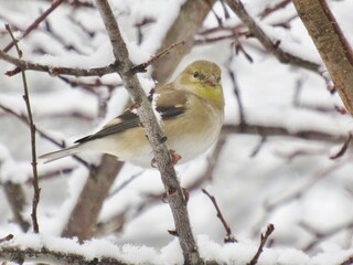 Winter Goldfinch on Branch