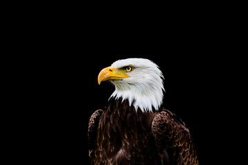 Bald eagle in portrait against a black background