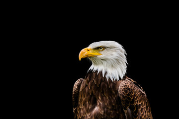 Bald eagle in portrait against a black background
