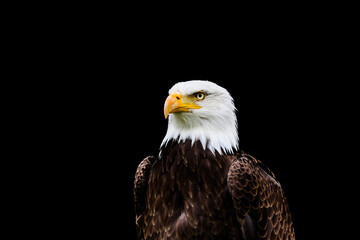 Fototapeta premium Bald eagle in portrait against a black background