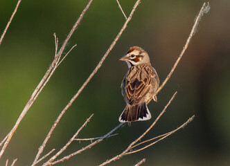 A Beautiful Lark Sparrow Perched on a Branch on a Spring Morning