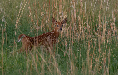 Naklejka na ściany i meble A White-tailed Deer Fawn in a Meadow on a Spring Morning
