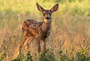 An Adorable Mule Deer Fawn on a Spring Morning