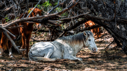 Salt River Wild Horses