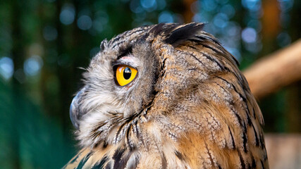 Big beautiful owl on a branch close-up