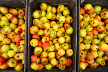 Fresh red and yellow apples at a farmers market