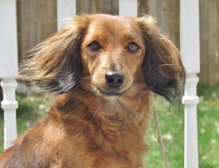 Longhaired Dachshund Portrait in Sun