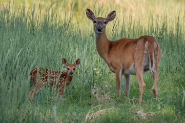 A White-tailed Deer Mother with Baby Fawn