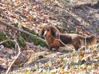 Longhaired Dachshund In Woods 