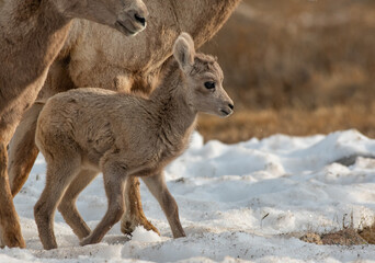 Adorable Bighorn Sheep Lamb in the High Mountains of Colorado