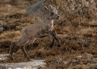 Adorable Bighorn Sheep Lamb in the High Mountains of Colorado