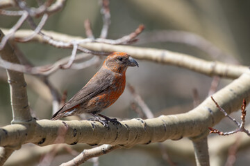 A Male Red Crossbill Perched on a Branch