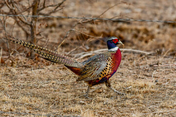 A Colorful Ring-necked Pheasant