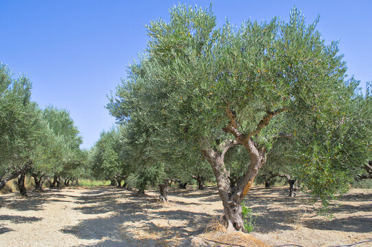 The road along the fields with olive trees on a summer sunny day