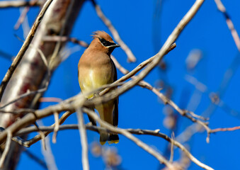 A Cedar Waxwing Perched in a Tree