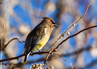 A Cedar Waxwing Perched in a Tree