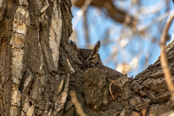A Well Hidden Great Horned Owl 