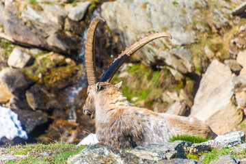 Alpine ibex in the mountains of Gran Paradiso National Park in Piedmont, Italy