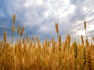 Fototapeta premium Ripe ears of wheat against the blue sky. Wheat field during the harvest period. selected sharpness