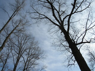 Tall Trees Grey Sky