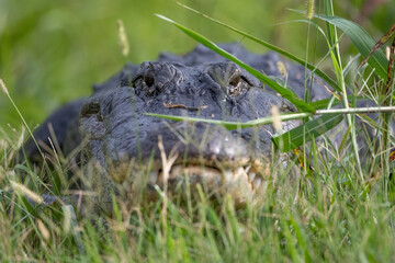 alligator in the grass