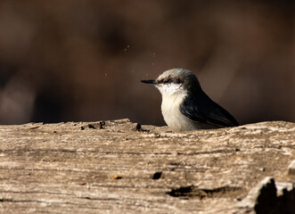 A Cute Pygmy Nuthatch in the Morning Light