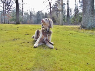 Grey Dog Fluffy Expanse of Moss in Park