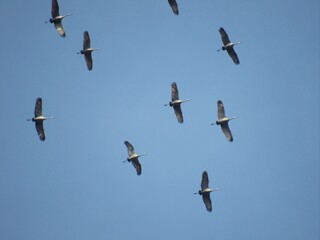 Flock of Sandhill Cranes Flying Overhead Blue Grey Sky