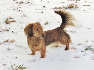 Longhair Dachshund Hunting Snow Alert Alarmed