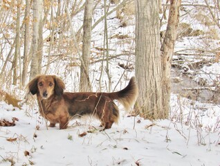 Longhair Dachshund in Snow Woods Outside Winter