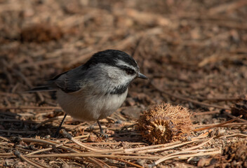 An Adorable Mountain Chickadee Foraging for Food 