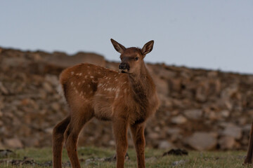 An Adorable Elk Calf Posing in an Alpine Meadow