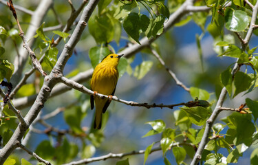 A Pretty Yellow Warbler in Springtime