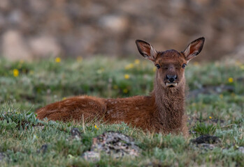 An Adorable Elk Calf Resting in an Alpine Meadow