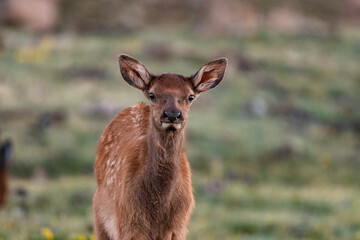 An Adorable Elk Calf Near the Top of the Mountain