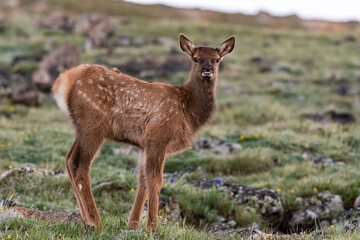 Naklejka na ściany i meble An Adorable Elk Calf Near the Top of the Mountain
