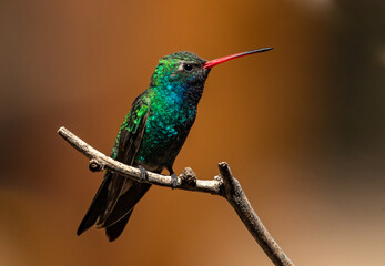 A Beautiful Broad-billed Hummingbird Perched on a Branch